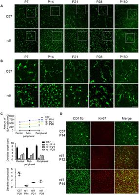 Microglia Polarization with M1/M2 Phenotype Changes in rd1 Mouse Model of Retinal Degeneration